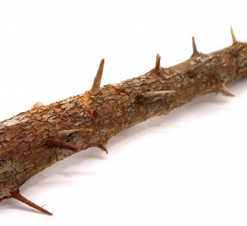 세틀 가시나무 유목 L