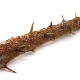 세틀 가시나무 유목 L